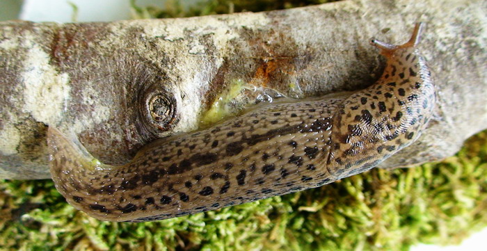 Limax maximus dei Monti Ernici (FR)